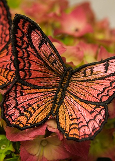 Most popular butterflies